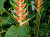 101231_panama_zoo27