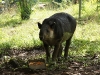 Tapir