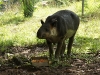 Tapir
