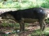 Tapir