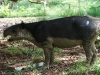 Tapir