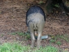 Tapir