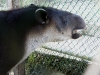 Tapir
