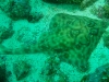 110103_isla_coiba_diving01