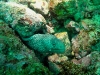 110103_isla_coiba_diving02