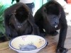 110107_howler_moneys18