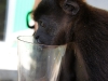 110107_howler_moneys21