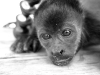 110107_howler_moneys23