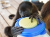 110107_howler_moneys25