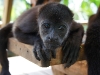 110107_howler_moneys26