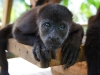 110107_howler_moneys27