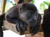 110107_howler_moneys28