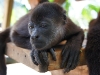 110107_howler_moneys29