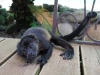 110107_howler_moneys30