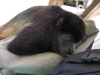 110107_howler_moneys32