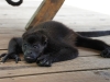 110107_howler_moneys33