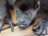 110107_howler_moneys34