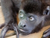 110107_howler_moneys35