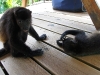 110107_howler_moneys38