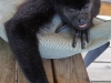 110107_howler_moneys40