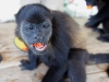110107_howler_moneys44