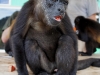 110107_howler_moneys45