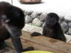 110107_howler_moneys46