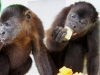 110107_howler_moneys48