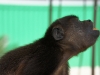 110107_howler_moneys51