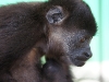 110107_howler_moneys52