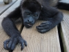 110107_howler_moneys54