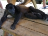110107_howler_moneys57