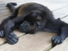 110107_howler_moneys58