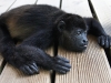 110107_howler_moneys59