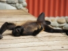 110107_howler_moneys60