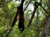 110107_howler_moneys64