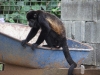 110107_howler_moneys65