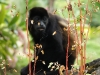 110107_howler_moneys68