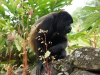 110107_howler_moneys69