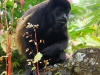 110107_howler_moneys70