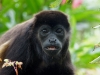 110107_howler_moneys71