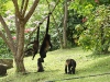 110107_howler_moneys75