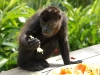 110107_howler_moneys77