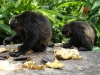 110107_howler_moneys78