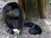 110107_howler_moneys79