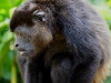 110107_howler_moneys80