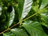 Geisha Coffee