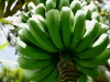 Bananas