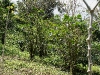 Coffee plants