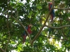 110115_isla_parida23